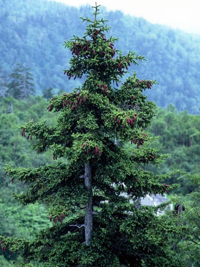 Ezo Spruce
