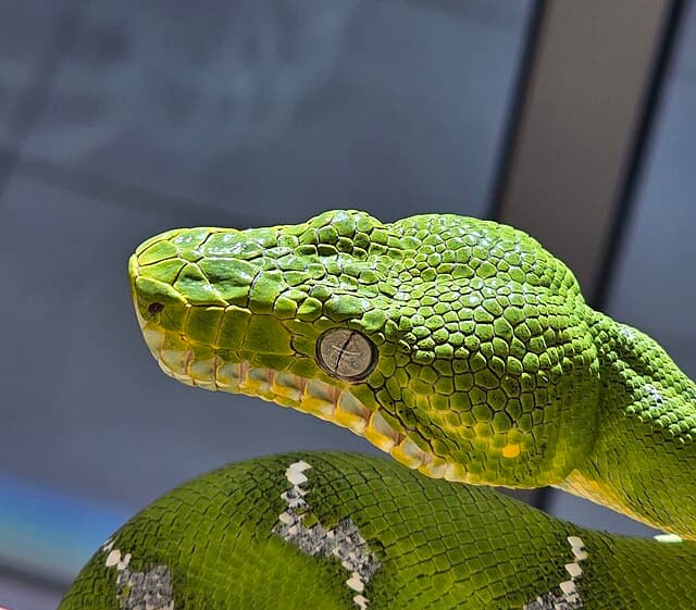 Emerald Tree Boa
