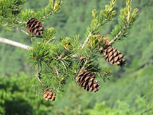 Japanese White Pine