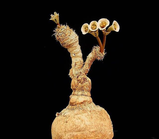 Euphorbia Primulifolia