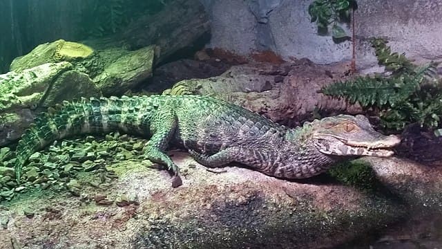 Dwarf Caiman