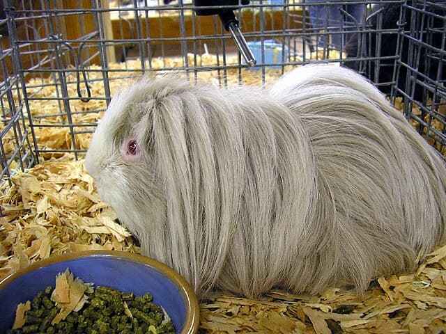 Texel Guinea Pig