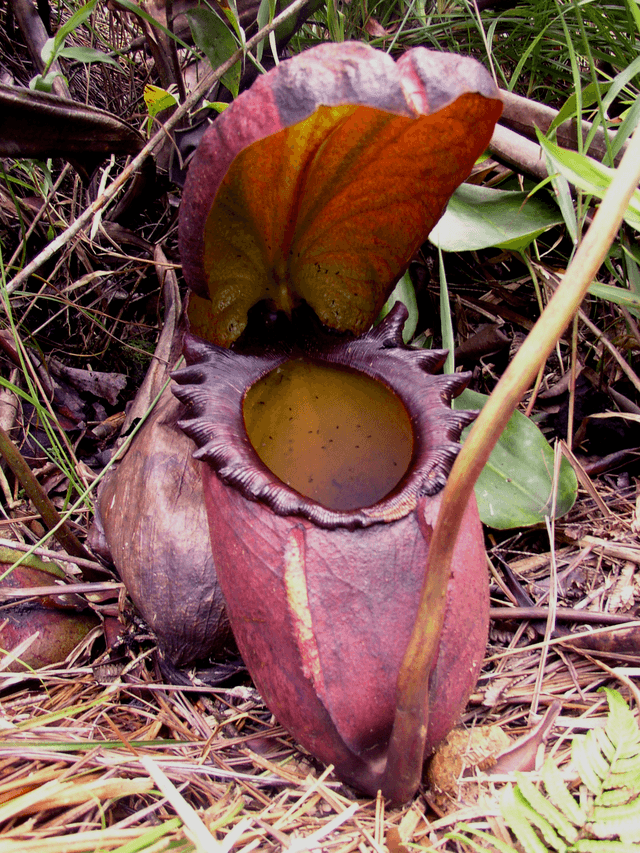 Nepenthes Rajah