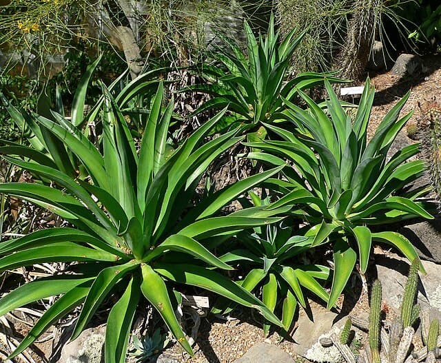 Agave Desmettiana