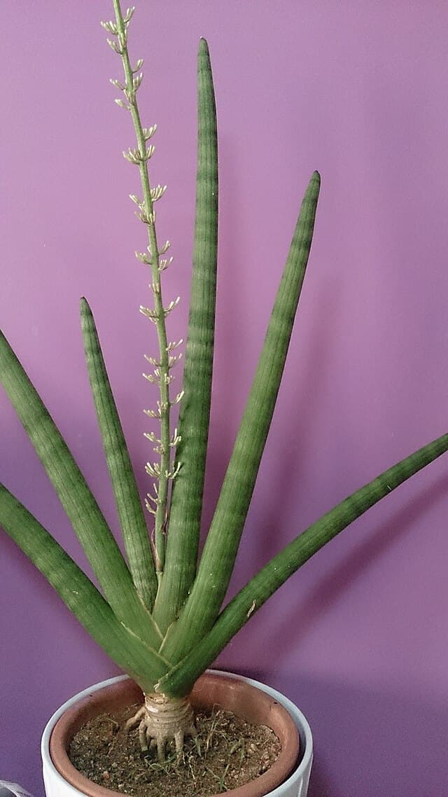 Sansevieria Cylindrica