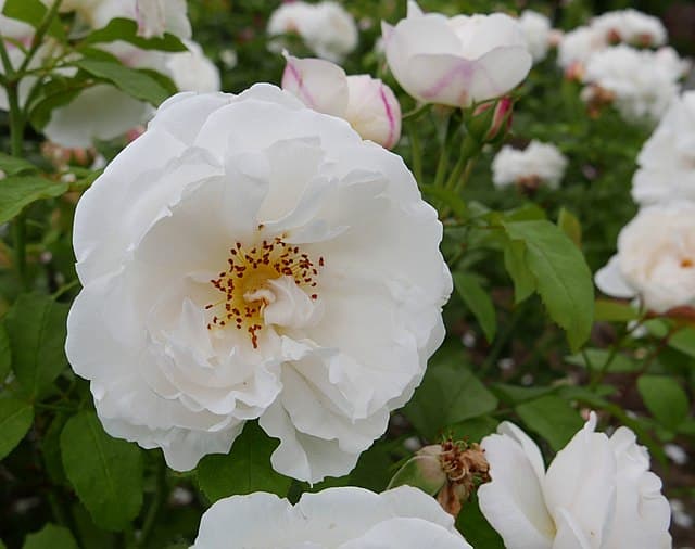 Winchester Cathedral