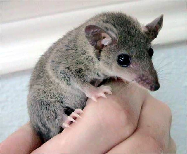 Short-tailed Opossum