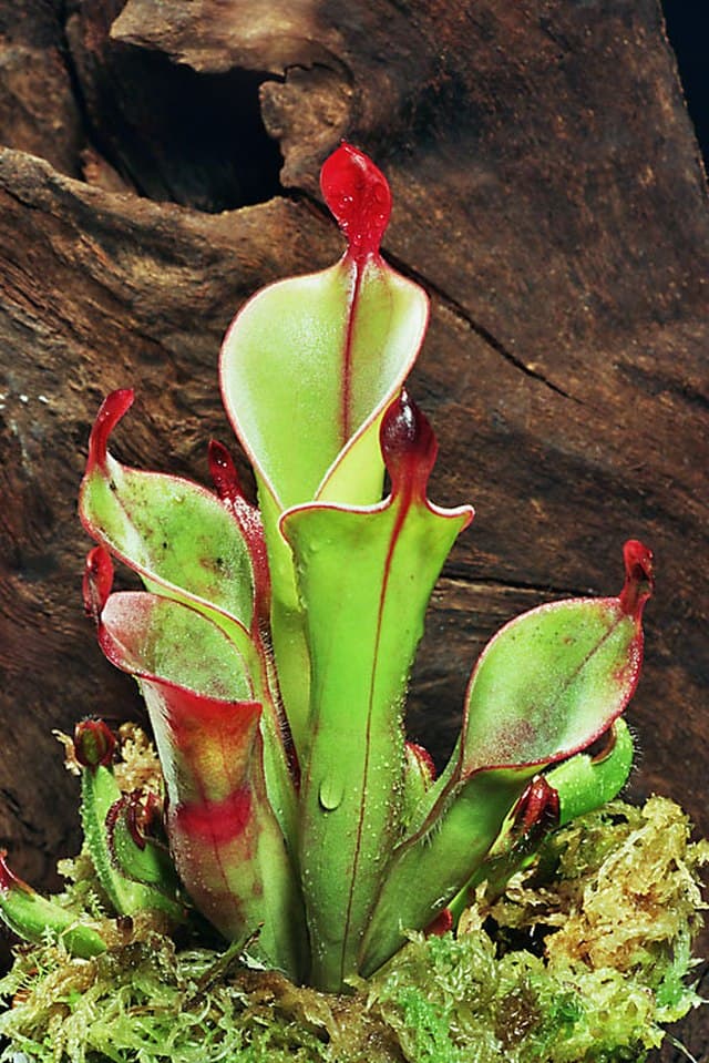 Heliamphora Chimantensis