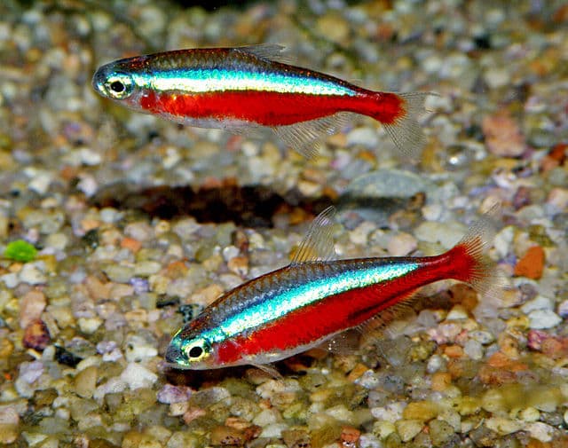 Cardinal Tetra
