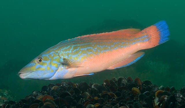Wrasse