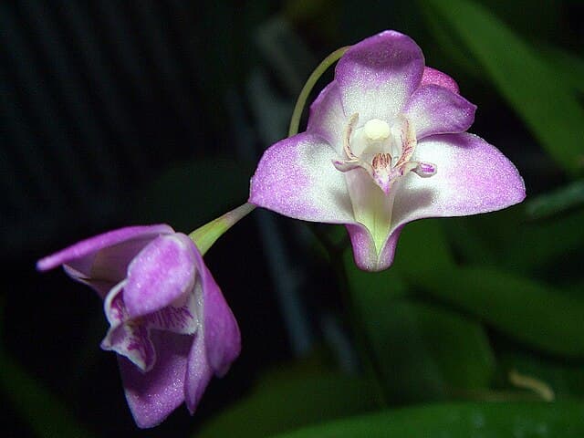 デンドロビウム・キンギアナム