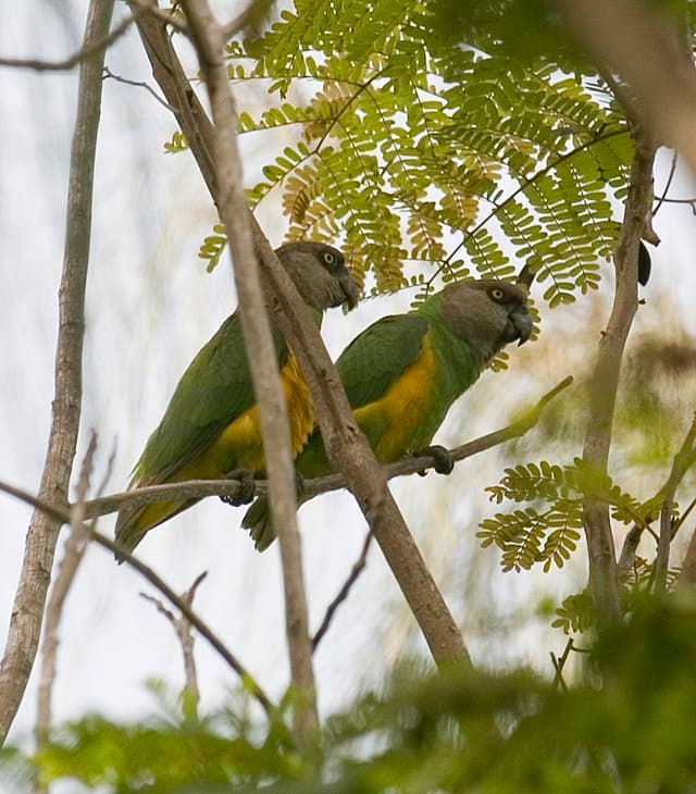 Senegal Parrot