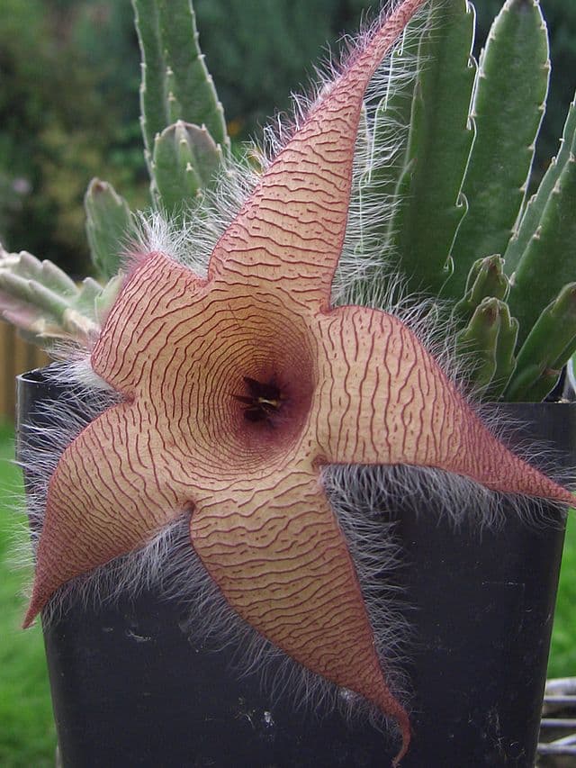 Carrion Flower