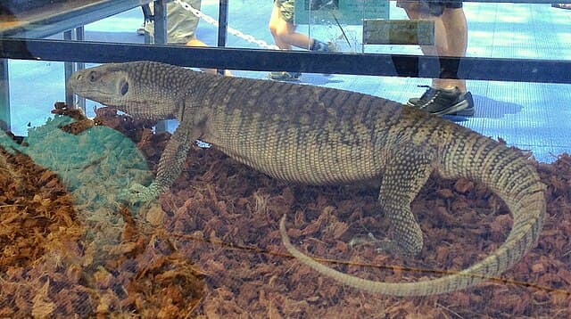 Savannah Monitor