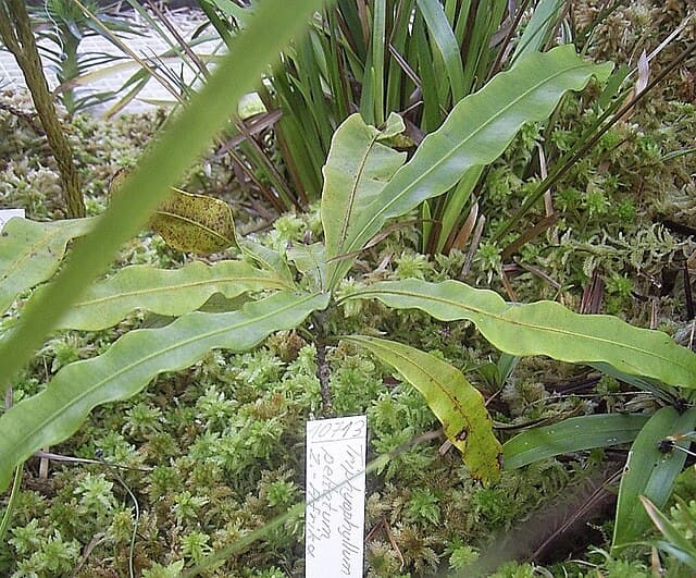 Triphyophyllum Peltatum