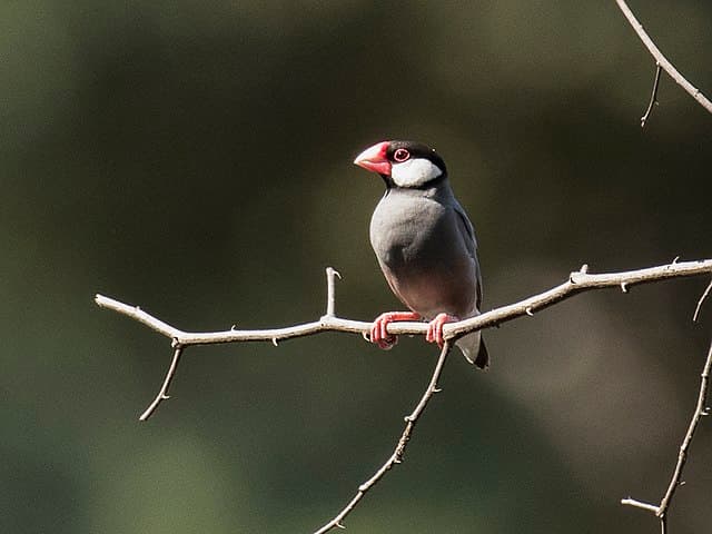 Java Sparrow