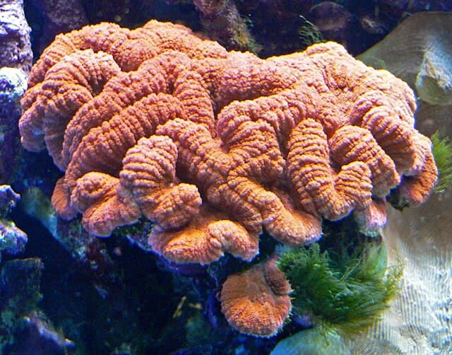 Lobophyllia