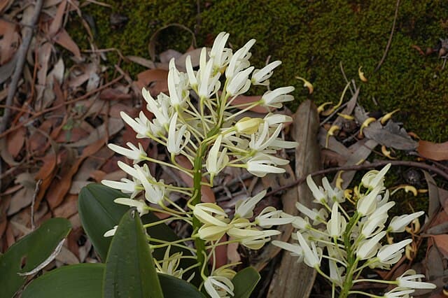 デンドロビウム・スペシオサム