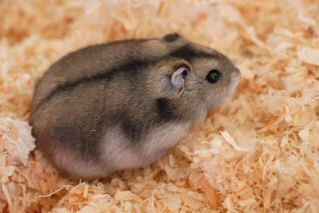 Djungarian Hamster