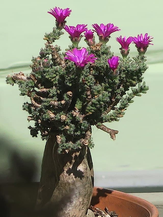 Trichodiadema Bulbosum