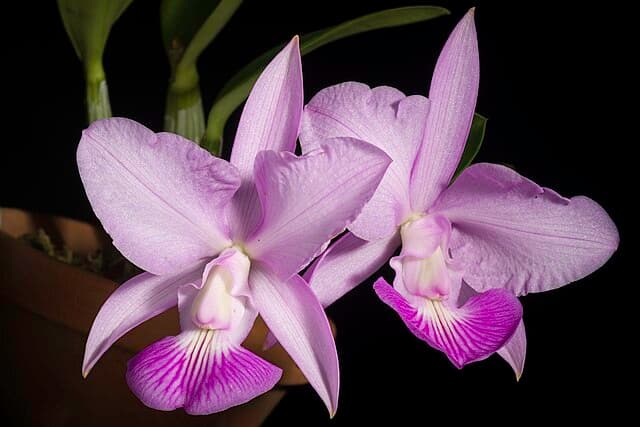 カトレア・ワルケリアナ