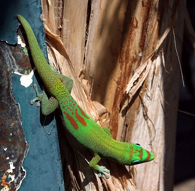 Day Gecko