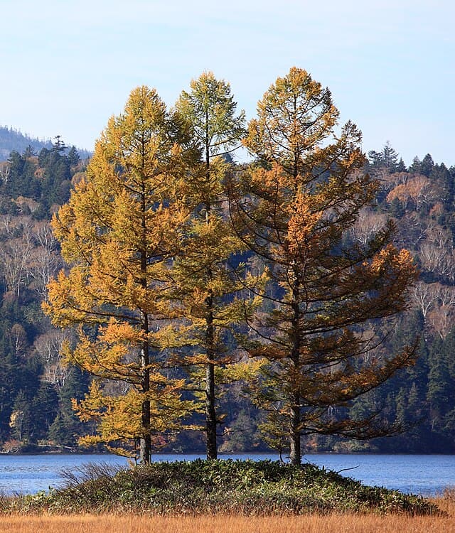 Japanese Larch
