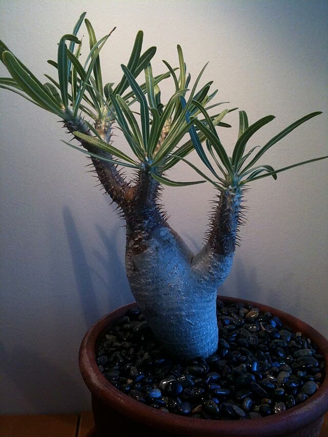 Pachypodium Gracilius