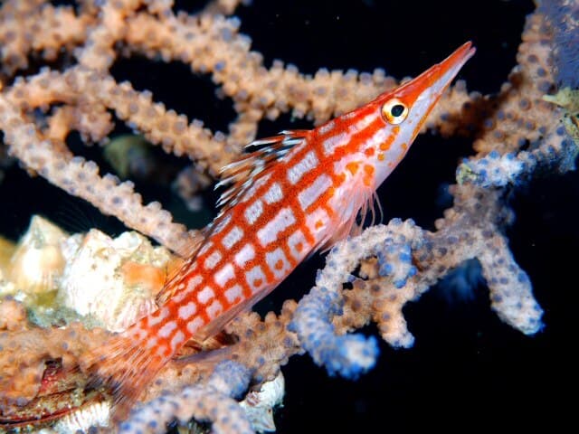 Longnose Hawkfish
