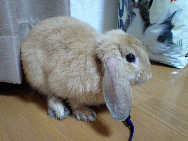 Holland Lop Rabbit
