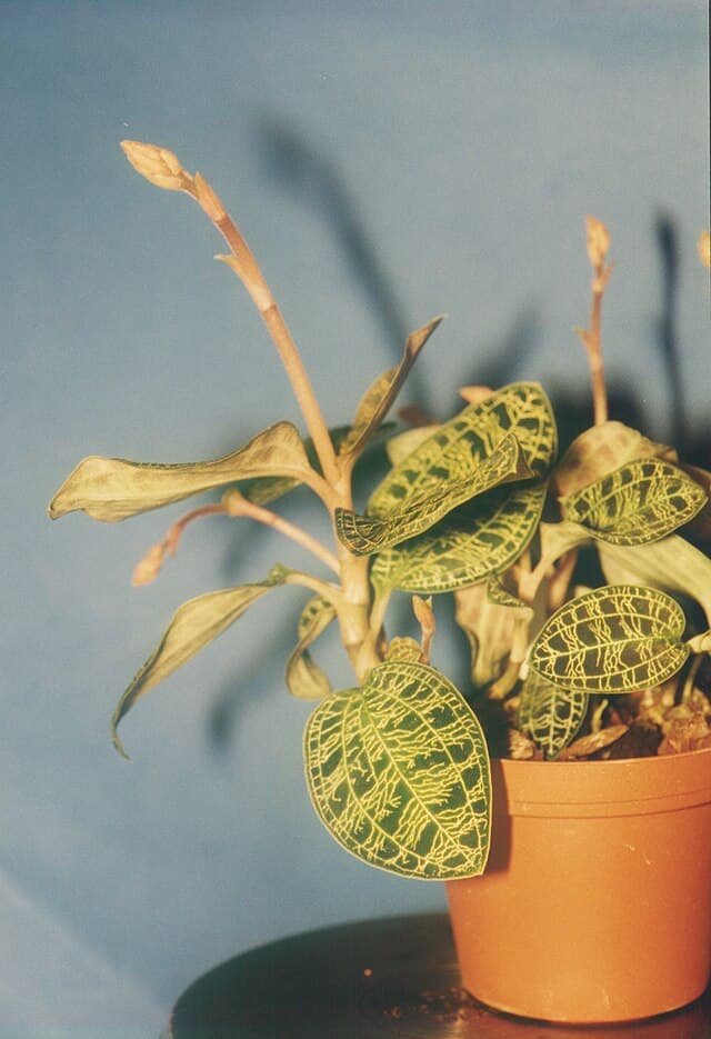 マコデス・ペトラ