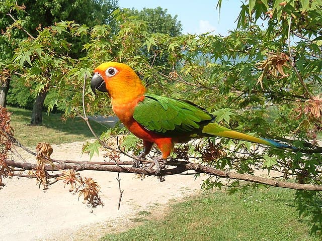 Jenday Conure