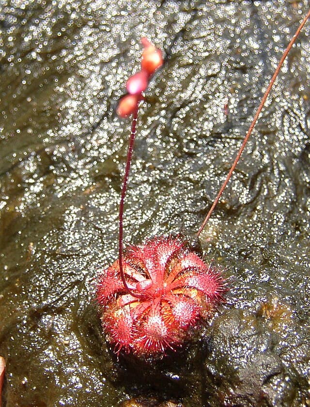 Drosera Spatulata