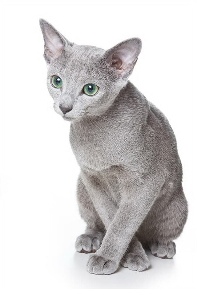Russian Blue