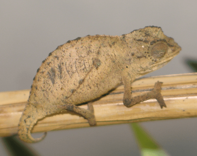 Pygmy Chameleon