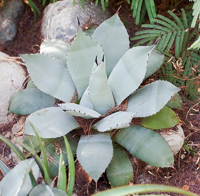 Agave Parryi