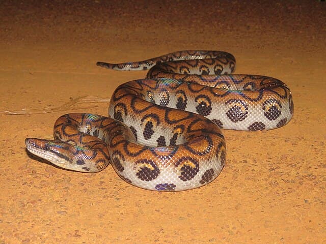 Rainbow Boa