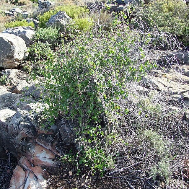 Dioscorea Elephantipes