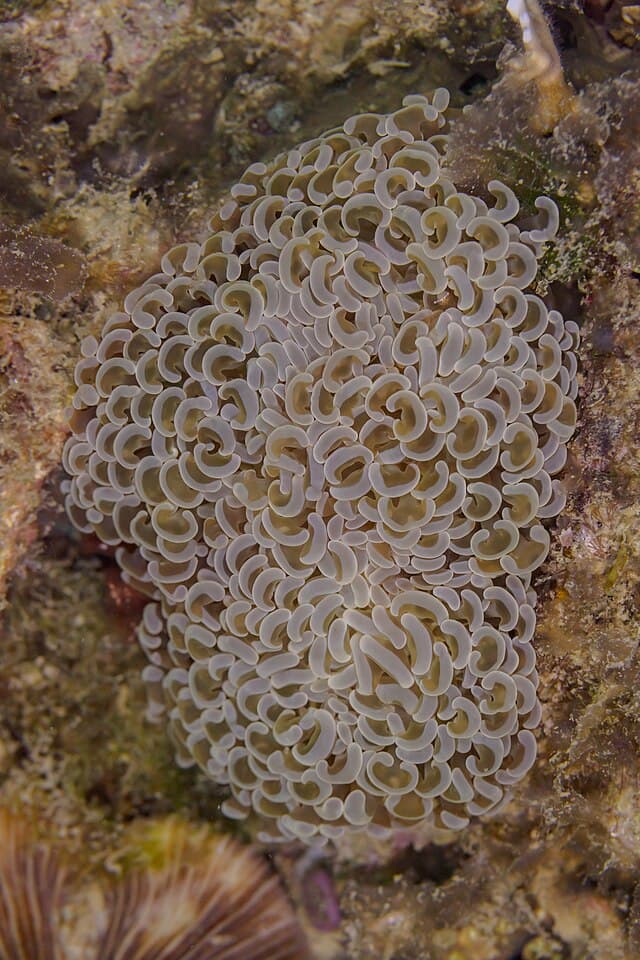 Anchor Coral