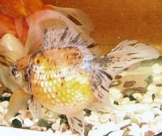 Pearlscale Goldfish