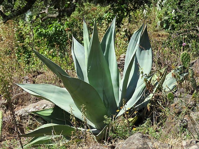 Weber's Agave