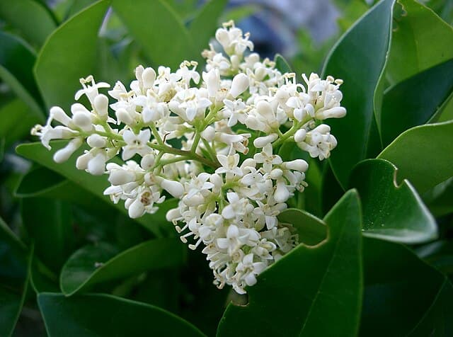 Japanese Privet