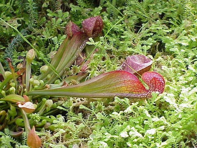 Sarracenia Psittacina