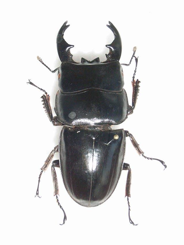 Alcides Stag Beetle