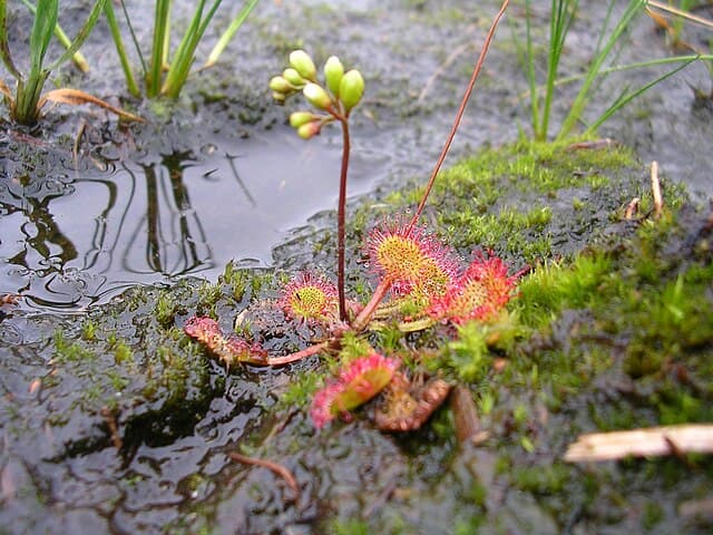 Drosera Rotundifolia