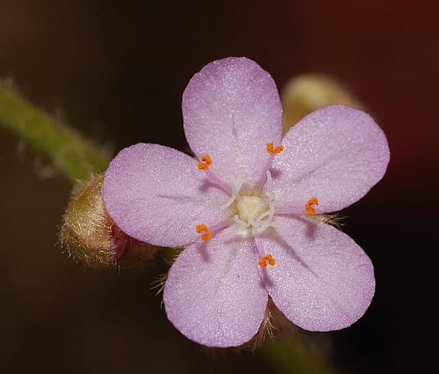 Drosera Petiolaris