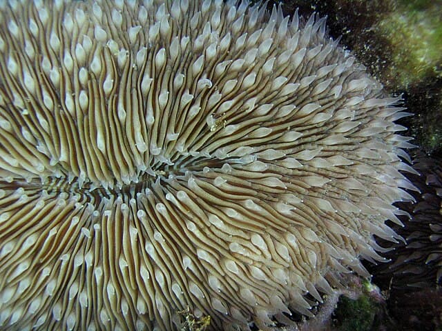 Mushroom Coral