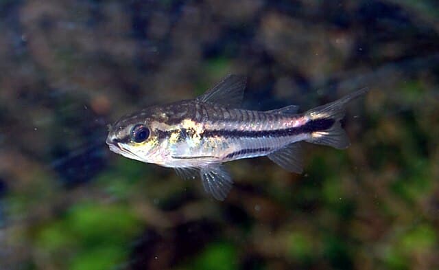 Pygmy Corydoras