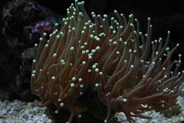 Torch Coral