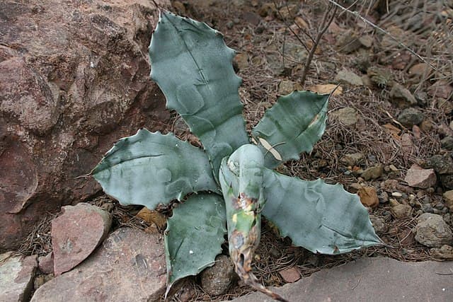 Agave Colorata